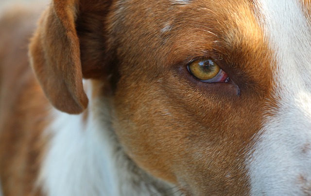 What Causes Red Eye In Dogs?