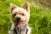 What To Do For Dogs With Luxating Patella