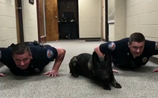 Police Dog Pumps Out Push-Ups With Fellow Officers In Adorable Viral Video