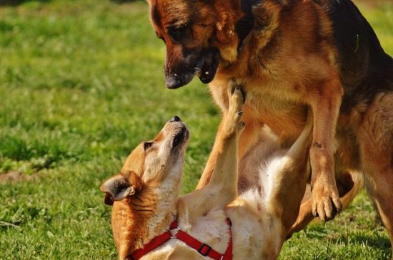 why do dogs assert dominance