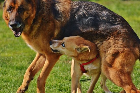 Why Do Female Dogs Hump?