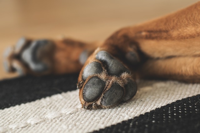 Dog paws relaxing