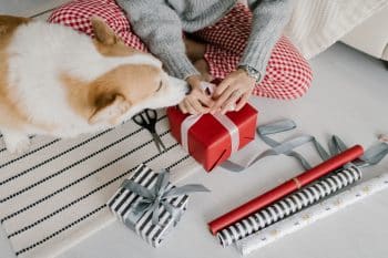 PetWireDaily — Top 10 Gifts For Dog Lovers That Show You Care