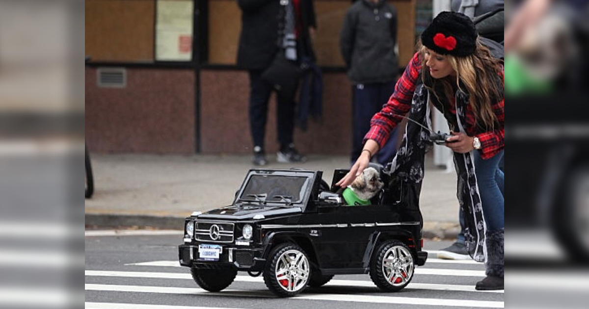 Stylish Dog Loves To Drive In His Luxury Cars