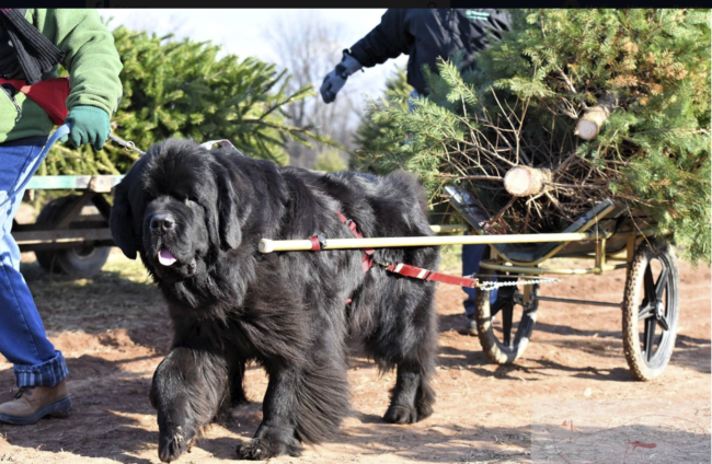 Jolly Newfies Deliver Christmas Trees By Sled At This Family Farm