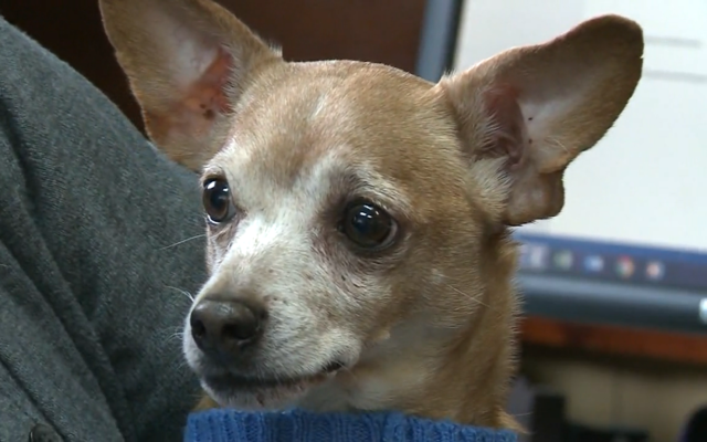 Man Wants To Re-Adopt Surrendered Dog After Donors Paid For His Care