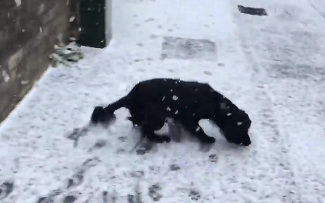 This Dog’s Reaction To His First Snowfall Will Make Your Day