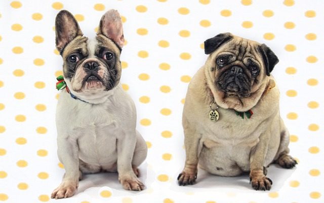 Welfare Groups: Popularity Of Bulldogs & Pugs In Ads Is Harmful To The Breeds