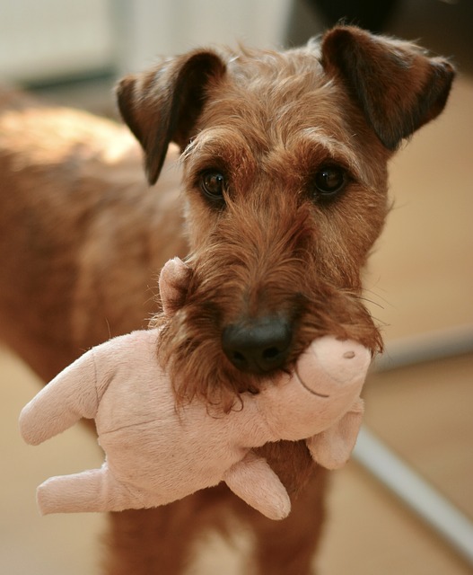 4 Reasons Why Your Dog Is Attached to Their Favorite Toy