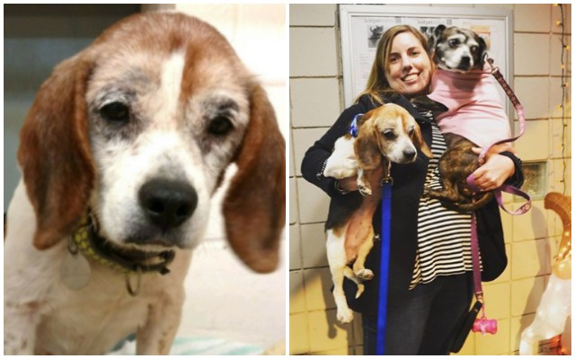 FINAL UPDATE: Sweet Senior Dog Finds A Loving Home To Spend His Last Holiday Season