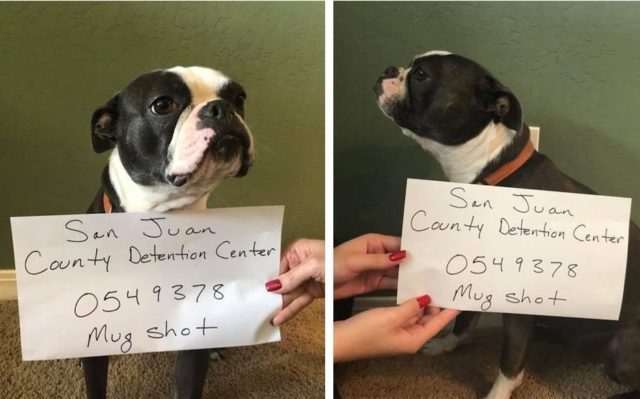 Family Dog “Arrested” For The Brutal Slaying Of Holly The Elf