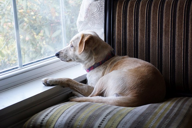 9 Ways to Entertain Your Dog Indoors