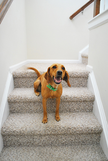 how to help a dog down the stairs