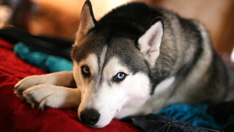 Choosing The Best Joint Supplement for a Huskie – 6 Things You Must Know