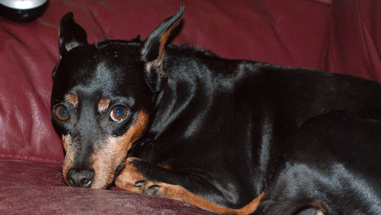 Choosing The Best Joint Supplement for a Miniature Pinscher – 6 Things You Must Know
