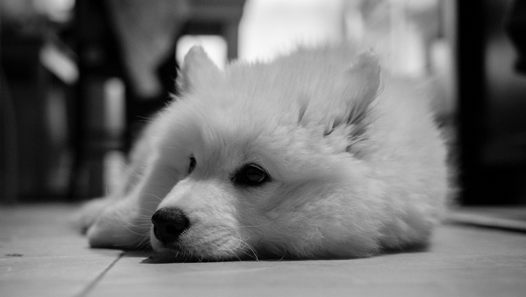 Choosing The Best Joint Supplement for a Samoyed – 6 Things You Must Know