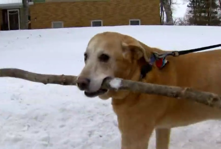 Dog Has Adorable Love Affair With Her Favorite Stick