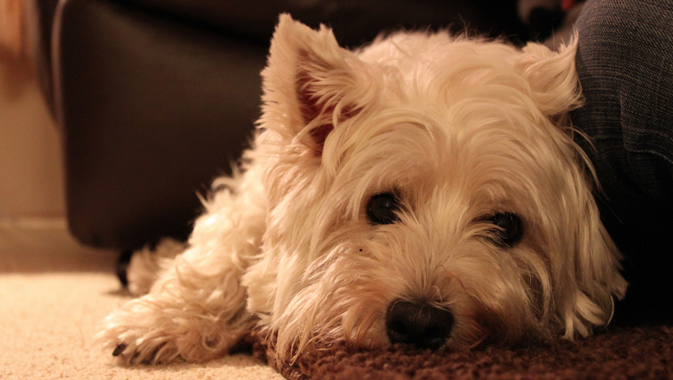 Choosing The Best Joint Supplement for a Westie – 6 Things You Must Know
