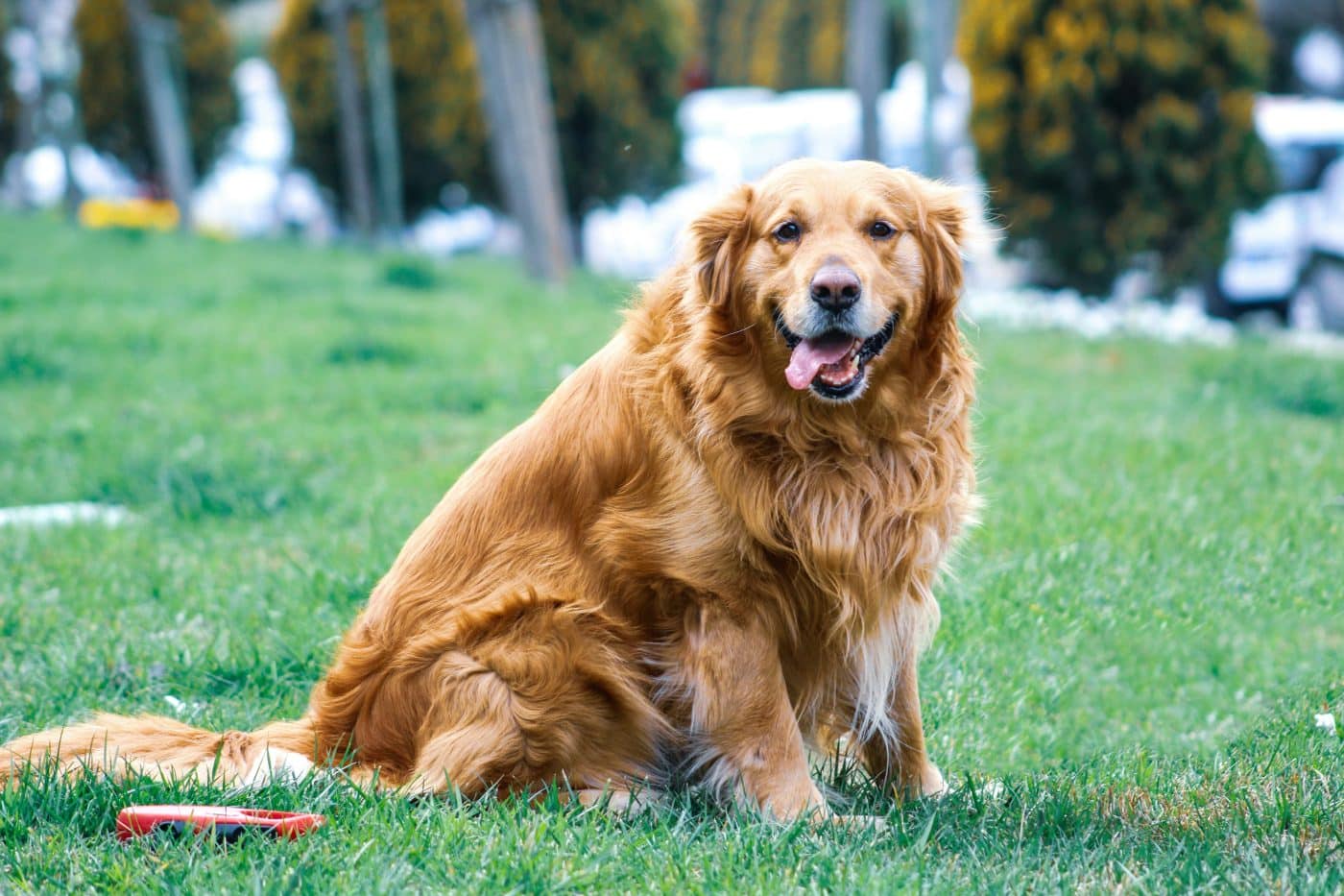 Golden Retriever outdoors