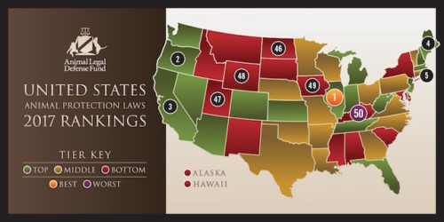 Animal Protection Laws In The US - Where Does Your State Rank ...