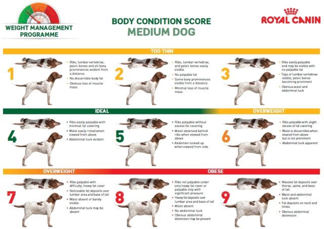 You Might Not Realize Your Dog Is Overweight And That Affects Their
