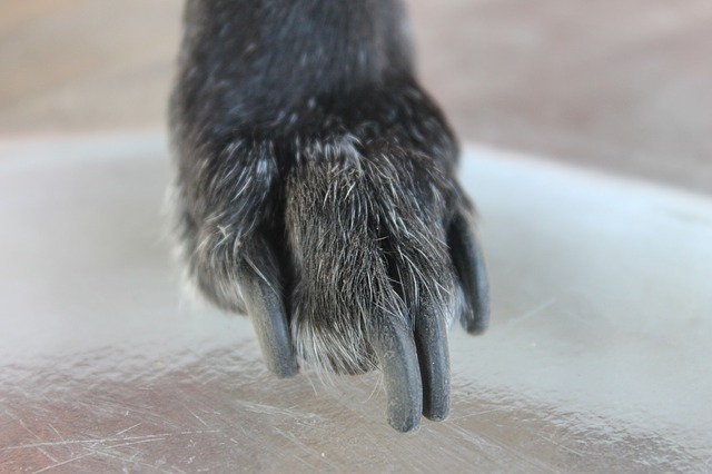 dog paw with long nails