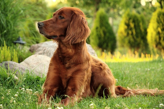 dog breeds prone to sensitive stomachs