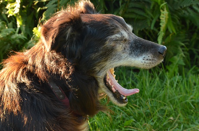 senior dog yawning
