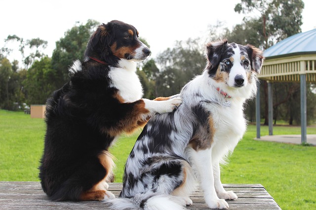 dog massaging other dog's stiff joints