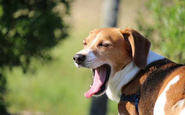 The 5 Real Reasons For Your Dog&039s Yawn