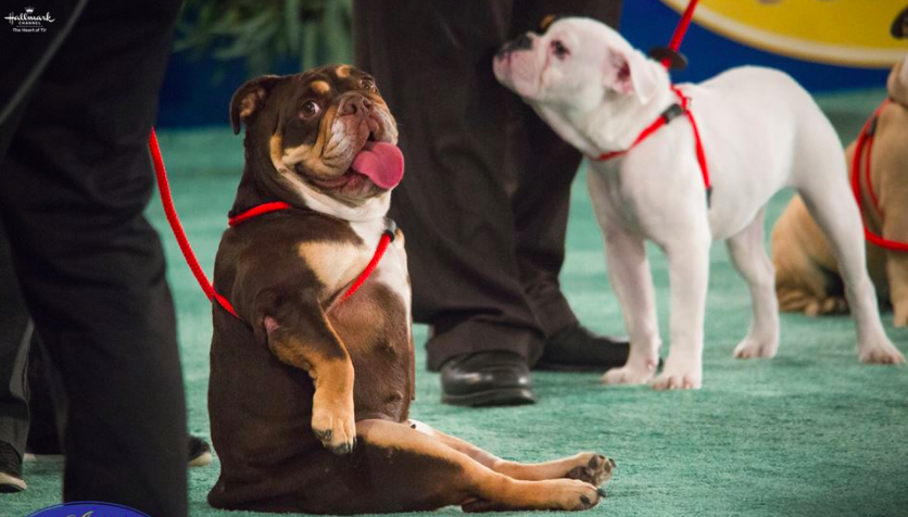 The American Rescue Dog Show Is Like Westminster For Rescue Pups!
