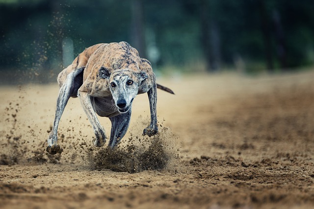 fastest dog in the world race