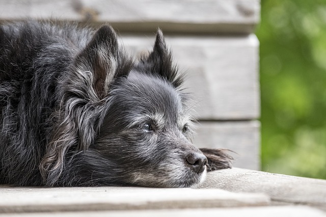 6 Signs Of Dementia In Dogs & How You Can Help
