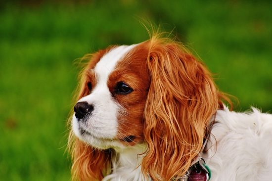 10 Dog Breeds That Aim To Please Their Humans