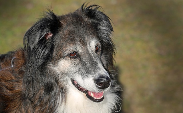 joint help for older dogs