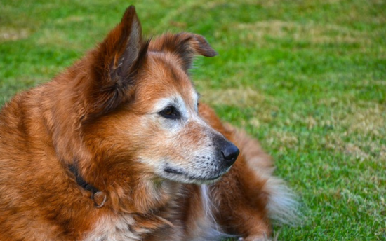 5 Great Tips For Fighting Your Senior Dog's Hearing Loss