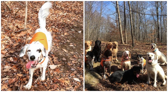 Senior Rescue Dog Dies Defending His Humans & Dog Friends From A Black Bear