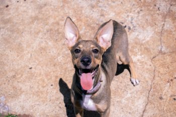 PetWireDaily — How Omega-3 and Krill Oil Can Help Your Pup Fight Off Ear Infections