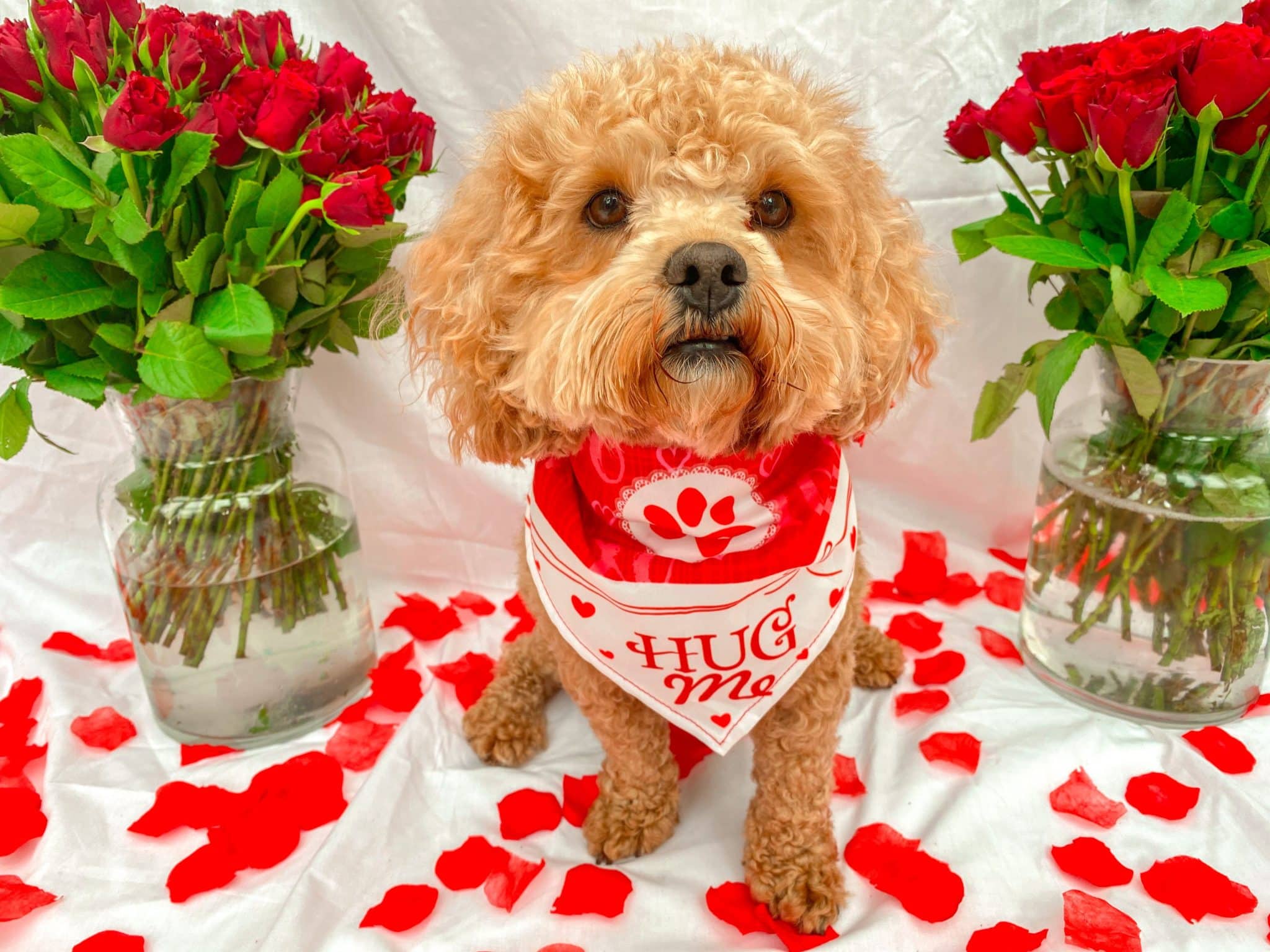 Top 8 Valentine’s Day Toys For The Dog That Stole Your Heart!