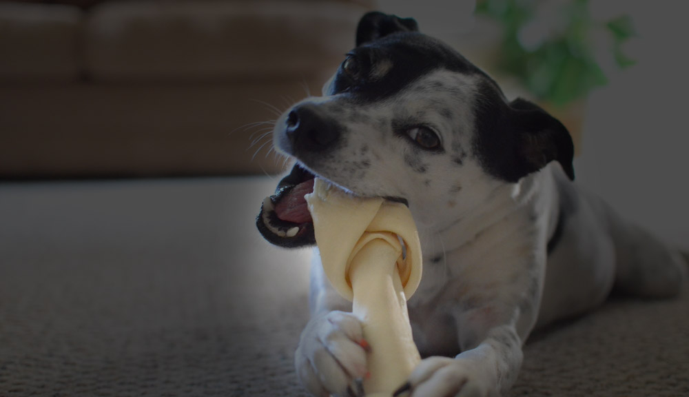 rawhide bones killing dogs