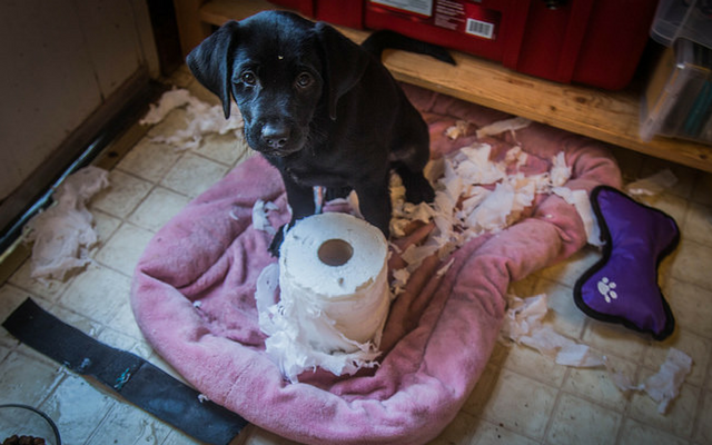 why do dogs rip paper
