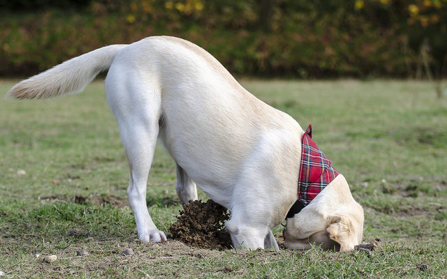 6 Reasons Dogs Bury Their Food, Treats & Toys - iHeartDogs