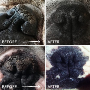 Is Your Dog's Nose Dry & Crusty? It Might Be Nasal Hyperkeratosis. Here ...