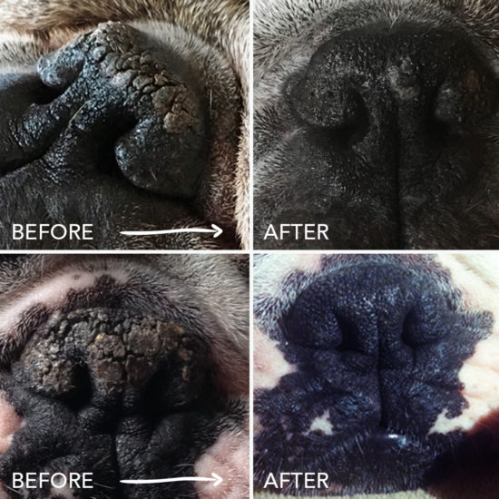 Is Your Dog’s Nose Dry & Crusty? It Might Be Nasal Hyperkeratosis. Here ...