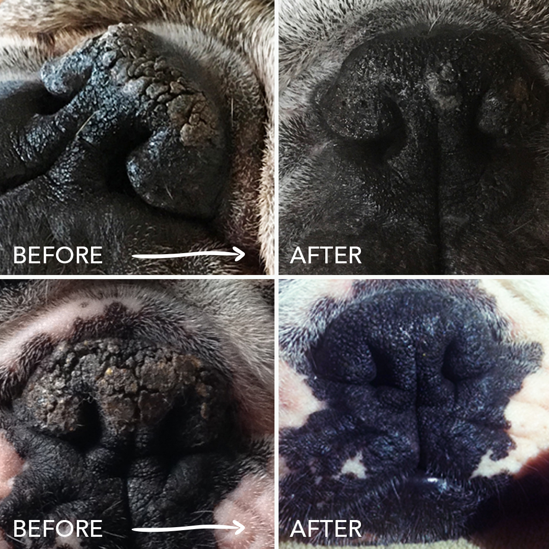 dry dog nose before and after