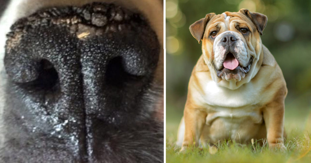 If Your Bulldog's Nose Is Dry & Crusty, It Might Be Nasal