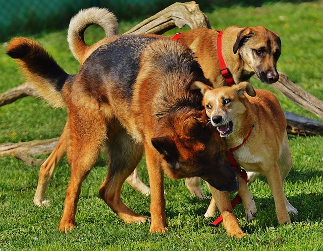 female dog mounting male dog
