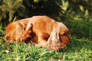 Senior Dog Constantly Scratching? Here's How to Help