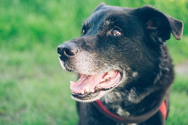 7 Proven Ways To Make Your Senior Feel Like A Pup Again