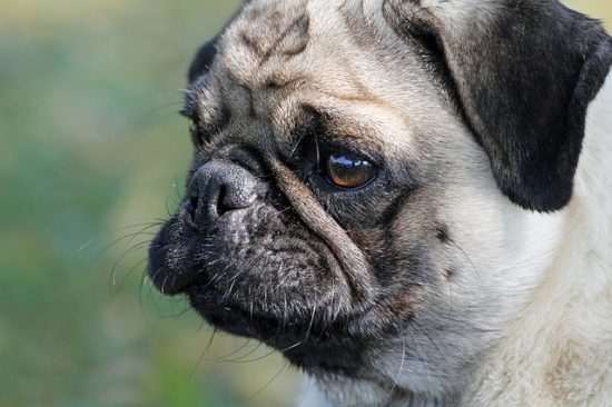 How To Protect & Soothe Your Flat-Faced Dog's Sensitive Nose